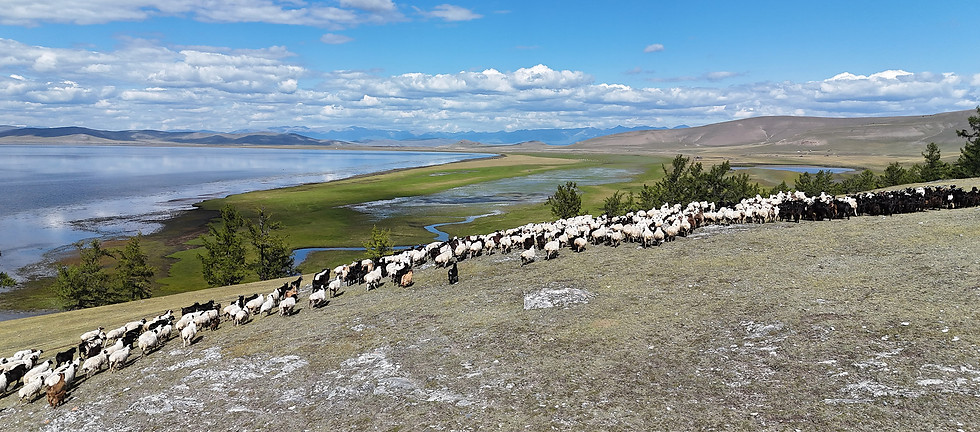 TROUPEAU MONGOLIE.jpg