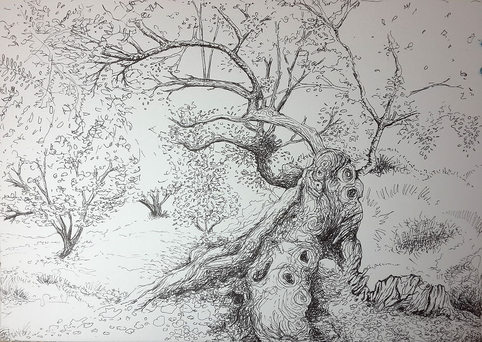 Olives_Drawing.jpg