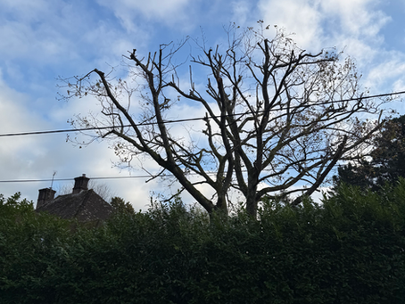 The True Cost of Cheap Tree Work