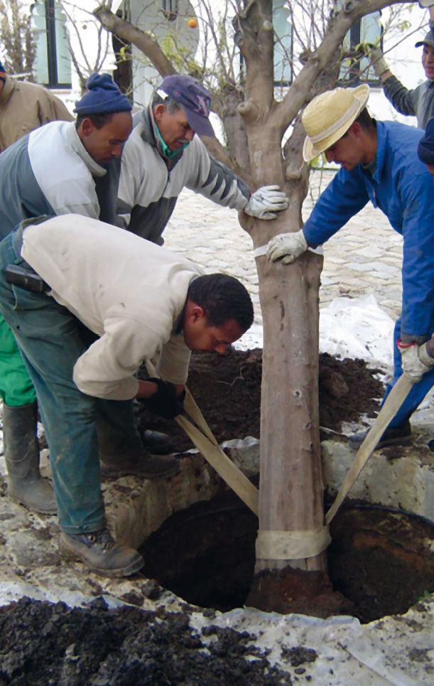 Incarichi professionali di un Agronomo n.2