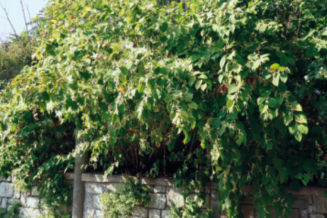 Poligono del Giappone: infestante problematica