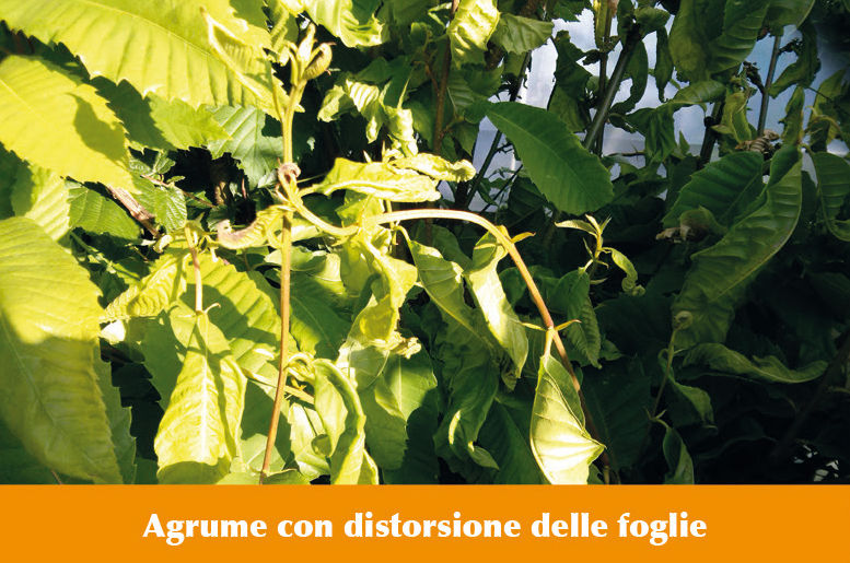 Albero di melograno, una pianta dai frutti gustosi: caratteristiche e cura Albero di melograno, una pianta dai frutti gustosi: caratteristiche e cura