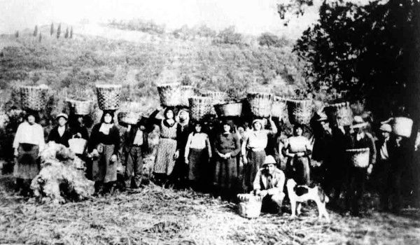 raccolta_delle_olive.jpg