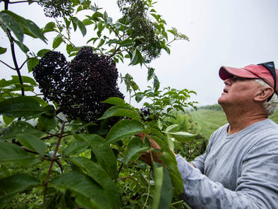 Harvesting American elderberries at River Hills Harvest.