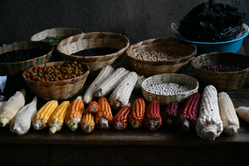 Corn is the Staple food of Guatemala