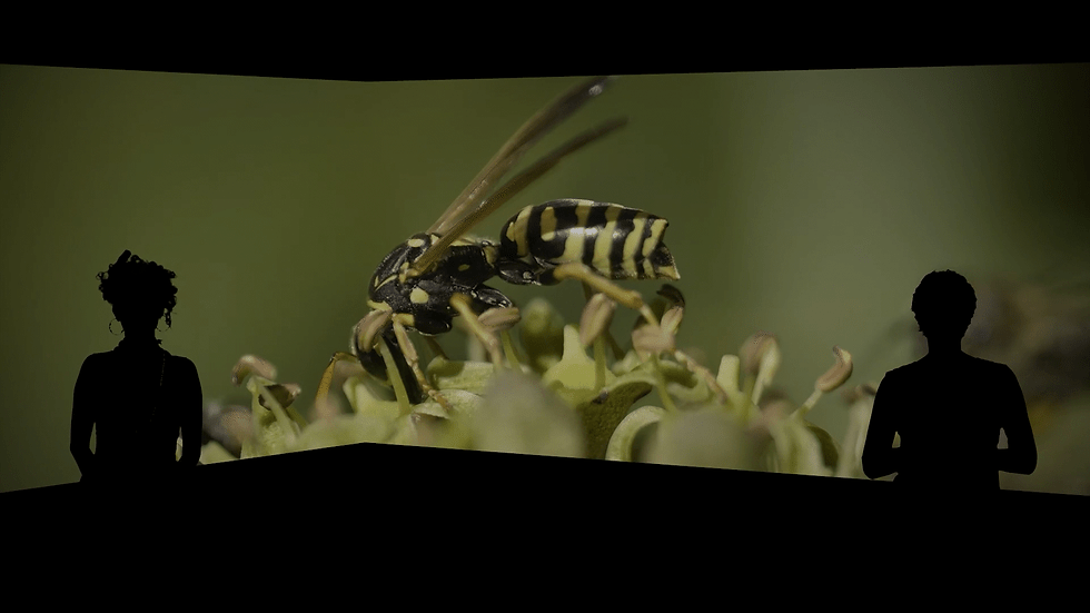 BEE Video_4.gif