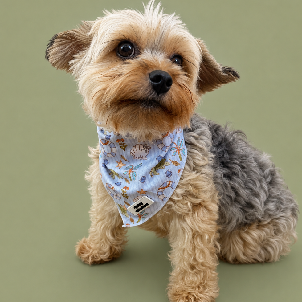 Thumbnail: Sea Turtle Dog Bandana | Coastal Dog Bandana | Hairy Winstons