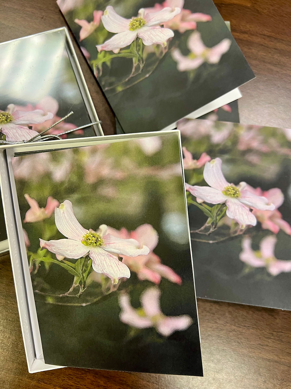 Thumbnail: Cornus florida (Pink)