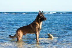 Playa K9-869