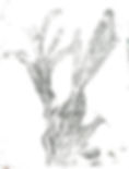 Sage Cedar.jpg