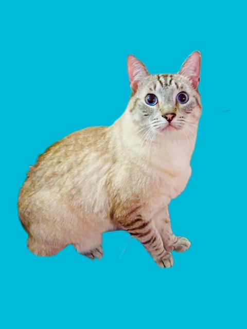 GARFUNKEL