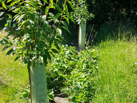 Trees, They're slow agriculture