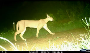 गाँधी सागर अभयारण्य में पाया गया दुर्लभ “स्याहगोश’’

दुर्लभ प्रजातियों के लिये सुरक्षित आश्रय-स्थली बना अभ्यारण्य

मध्यप्रदेश में वर्षों बाद संरक्षित क्षेत्र में कैराकल की पुष्टि गर्व की बात