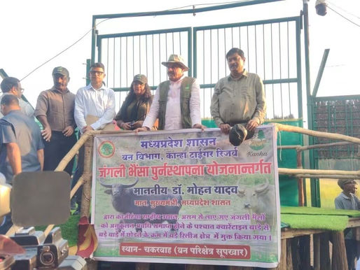 कान्हा टाइगर रिजर्व के सूपखार में 100 साल बाद जंगली भैंसों की वापसी, काजीरंगा से लाए गए आठ जंगली भैंसों को क्वारंटाइन के बाद 17 हेक्टेयर के बाड़े में छोड़ा
