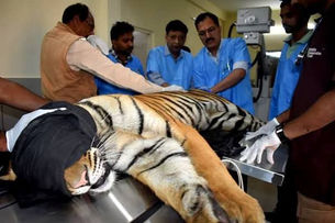 पेंच टाइगर रिजर्व के अस्वस्थ नर बाघ का वन विहार में हुआ उपचार