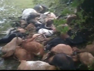 डिंडोरी जिला से बड़ी खबर आई सामने
आकाशीय बिजली की चपेट में आने से 35 मवेशियों की मौत