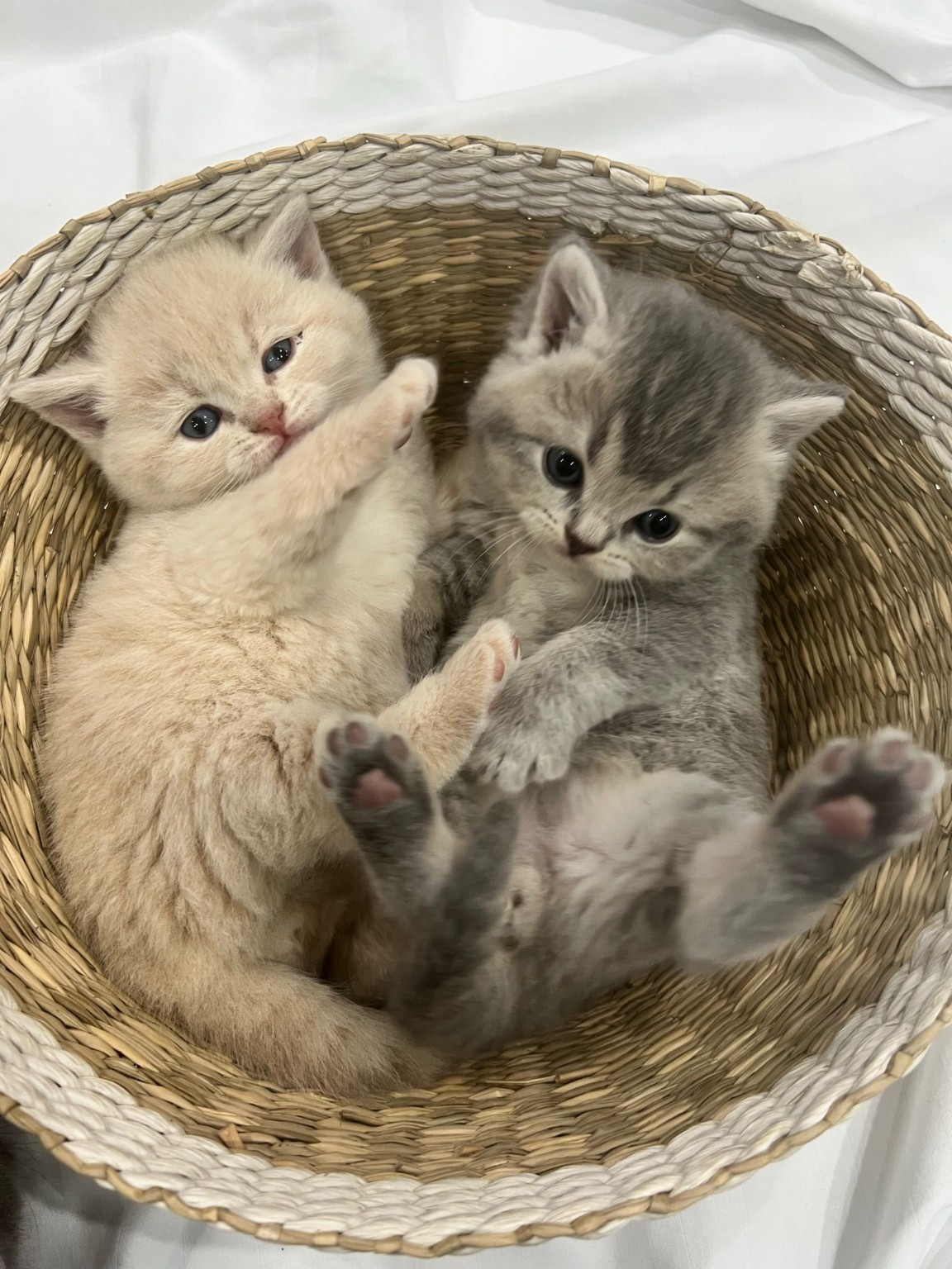 Royal Purr previous litter kitten 3