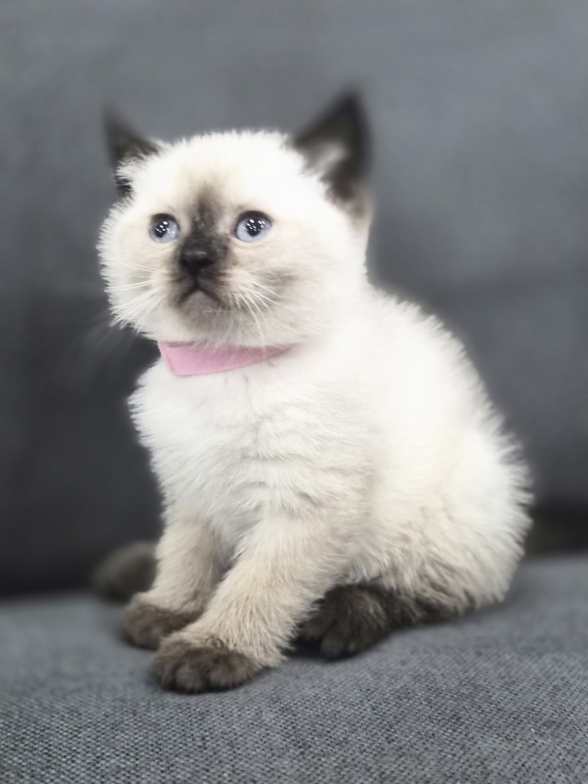 Royal Purr previous litter kitten 7