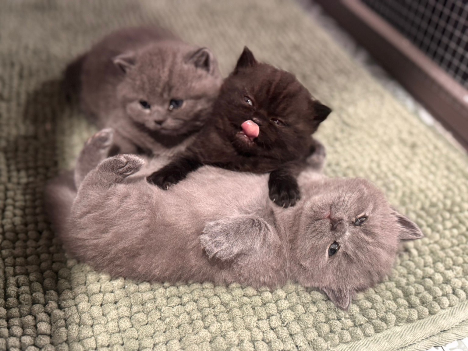 Royal Purr previous litter kitten 12