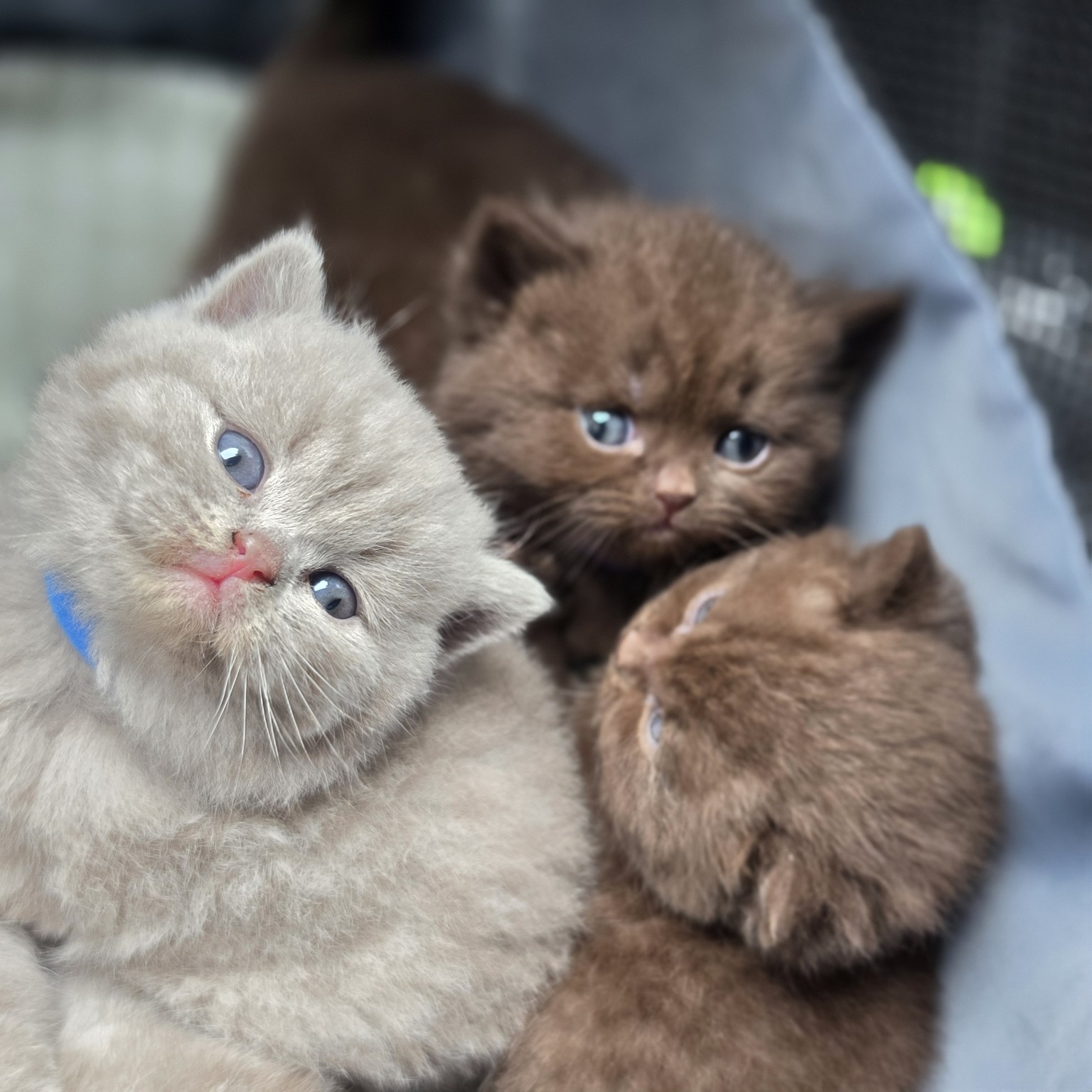 Royal Purr previous litter kitten 10
