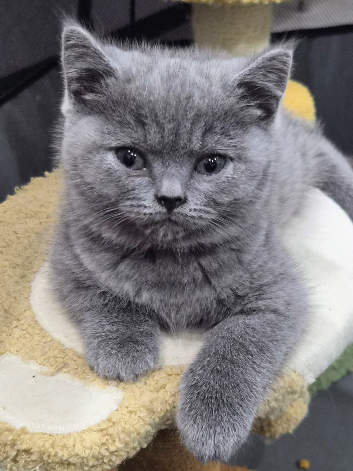 Royal Purr previous litter kitten photo 14