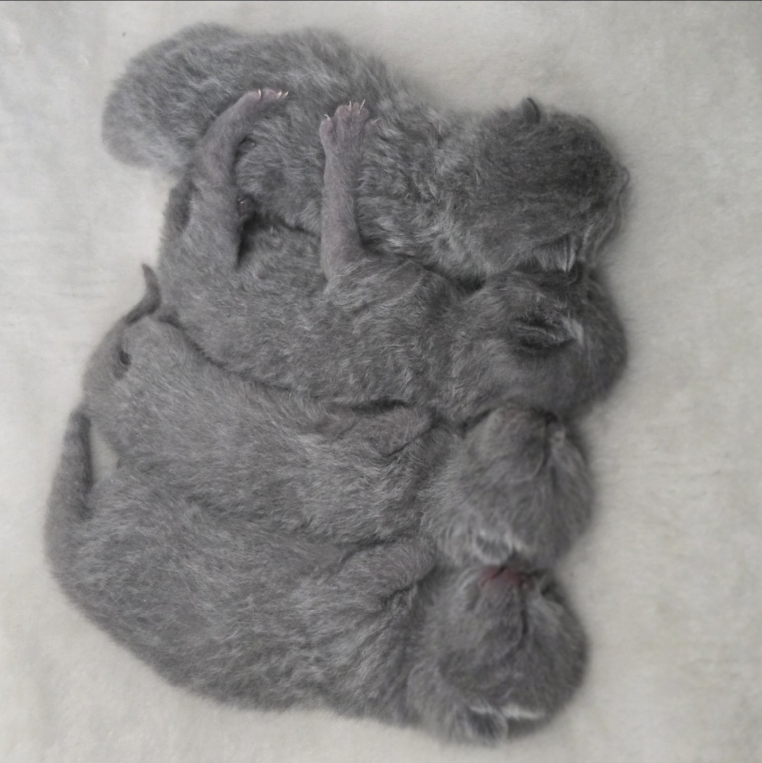 Royal Purr previous litter kitten 11
