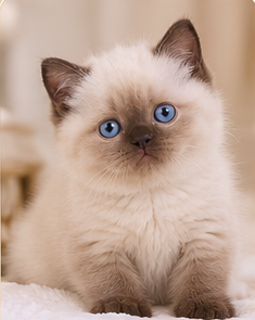 Chocolate Point British Shorthair kitten — AI colour illustration