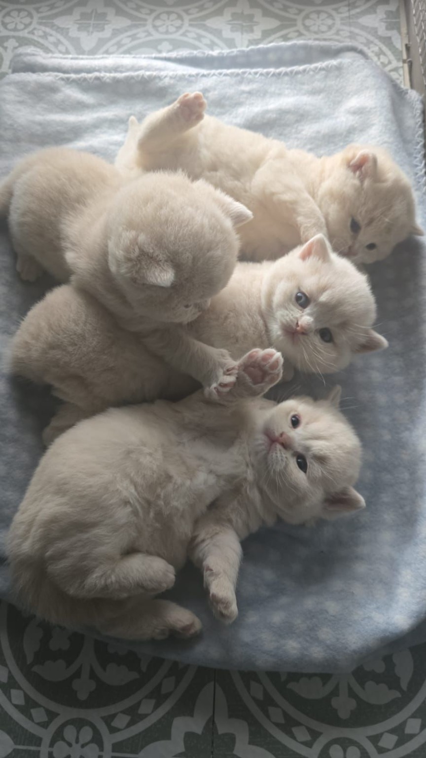 Royal Purr previous litter kitten 9