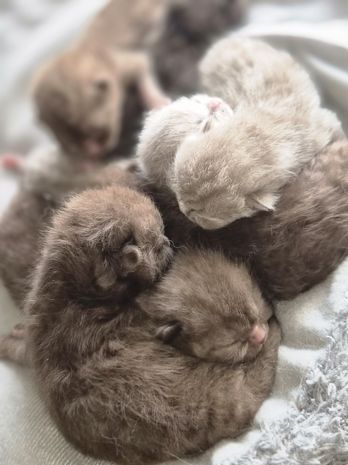 Royal Purr previous litter kitten 2