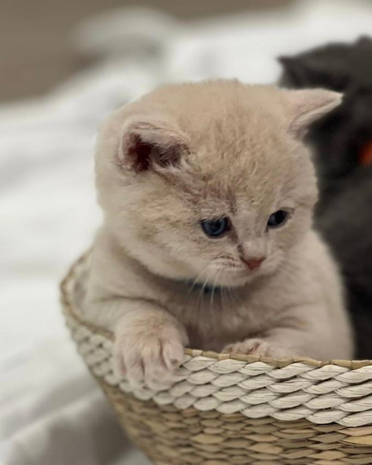 Royal Purr previous litter kitten 1