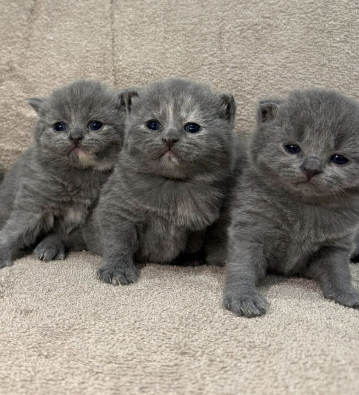 Royal Purr previous litter kitten photo 15