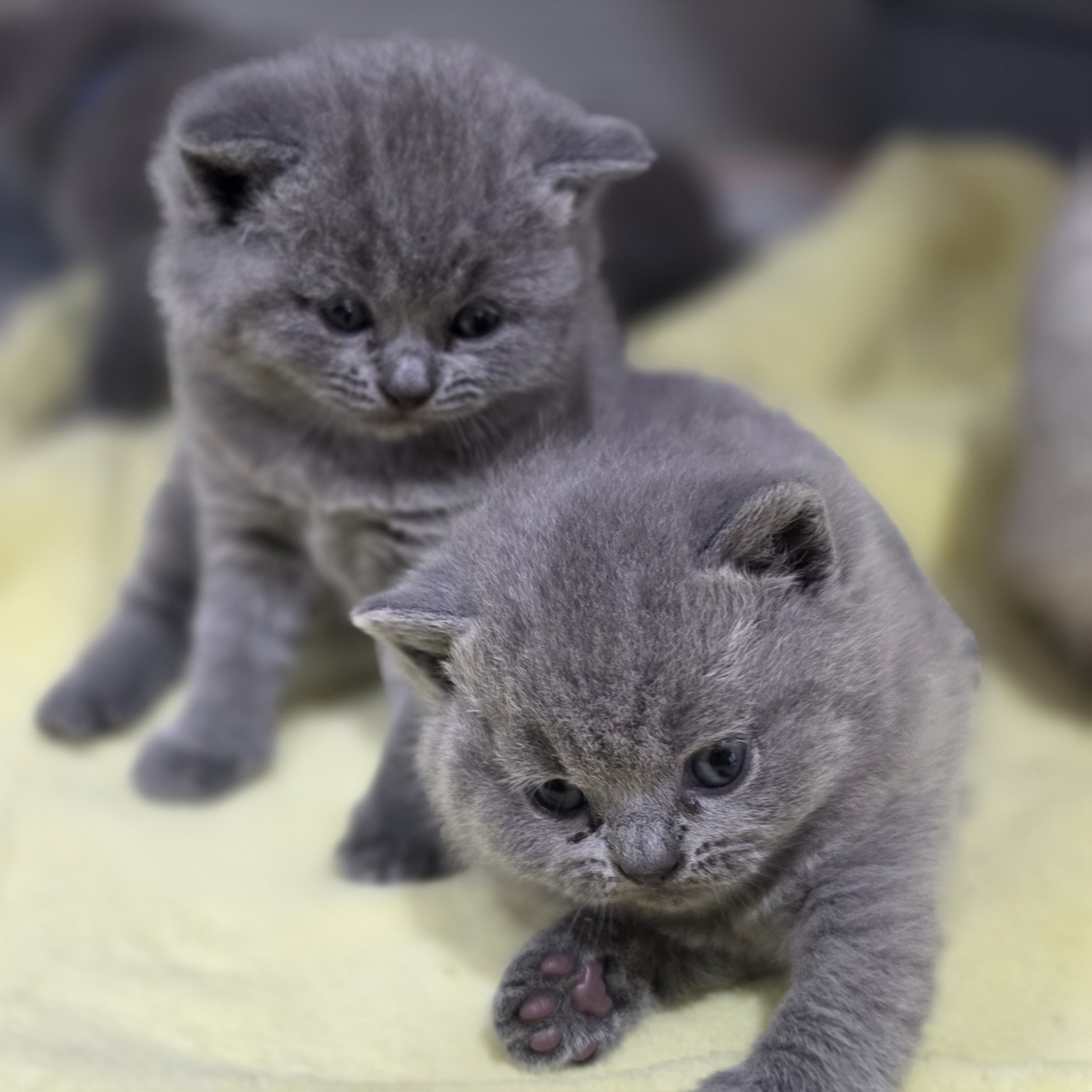Royal Purr previous litter kitten 6
