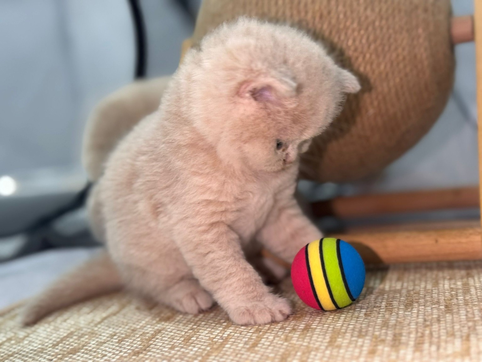 Royal Purr previous litter kitten 14