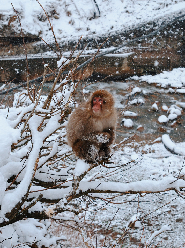 Wild Japanese macaques bathing in a natural hot spring at Jigokudani Monkey Park (Snow Monkey Park) in Nagano, Japan, surrounded by snow-covered rocks and winter forest. The images capture calm moments of the monkeys resting, interacting, and adapting to cold winter conditions in their natural environment.