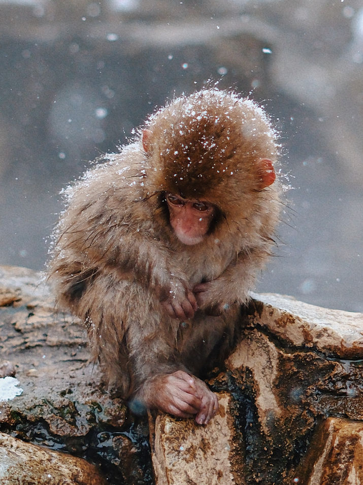 Wild Japanese macaques bathing in a natural hot spring at Jigokudani Monkey Park (Snow Monkey Park) in Nagano, Japan, surrounded by snow-covered rocks and winter forest. The images capture calm moments of the monkeys resting, interacting, and adapting to cold winter conditions in their natural environment.