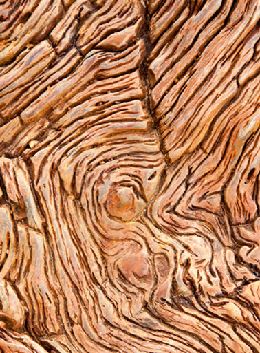Petrified_wood.jpeg