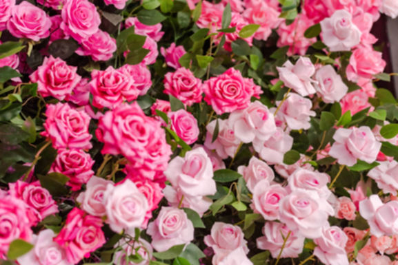 pink roses in bloom during daytime_edited.jpg