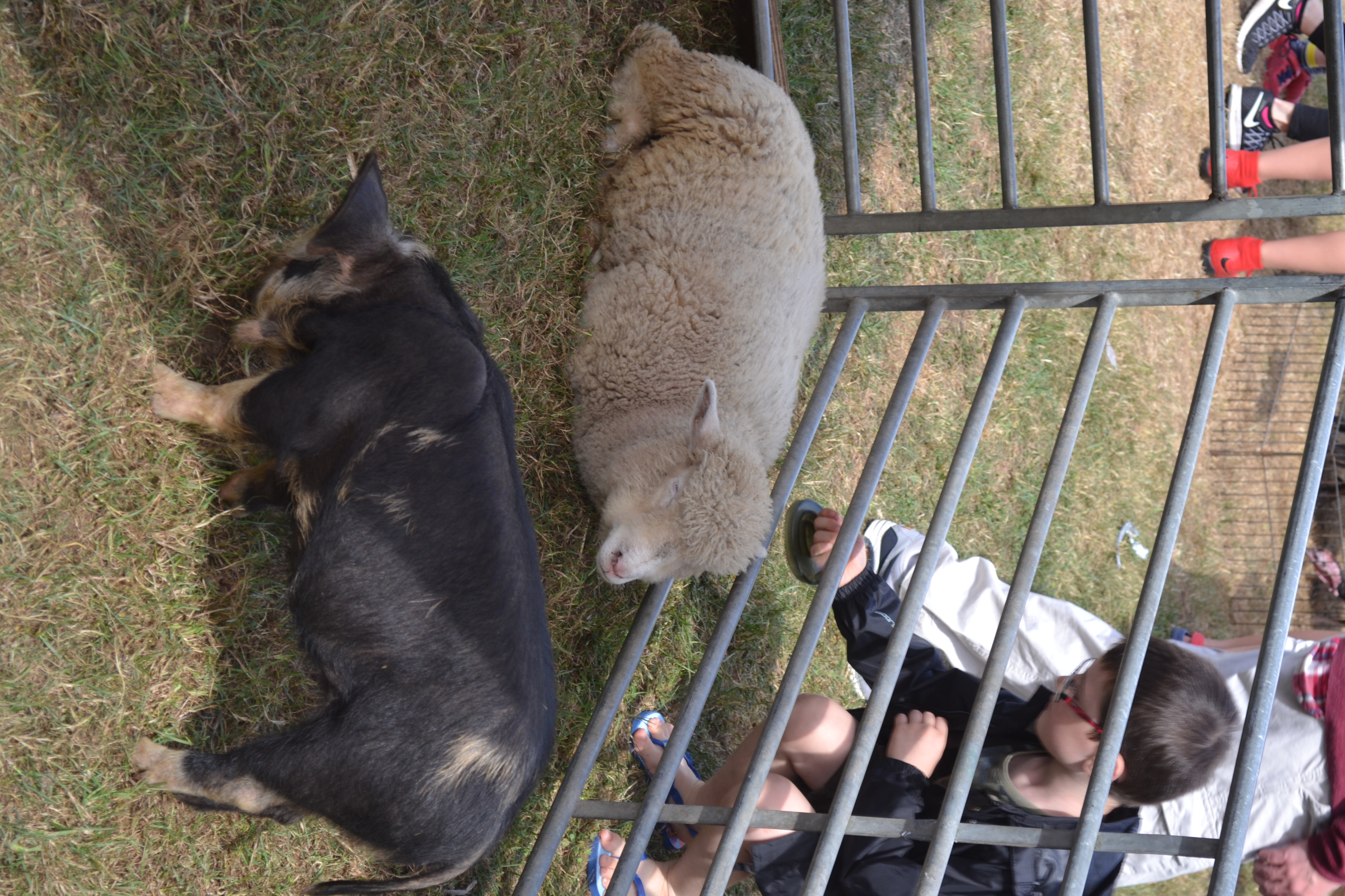 Don't be sheepish