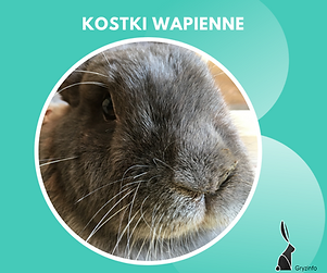 g wapienka guzik.png