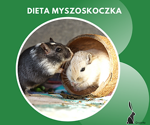 g dieta myszoskoczka guzik.png