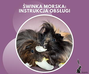 instrukcja swinka.png