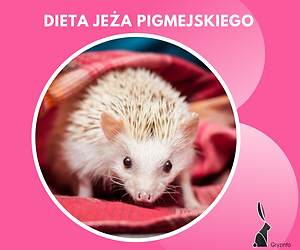 g dieta jeż guzik.png
