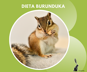 g dieta burunduk guzik.png