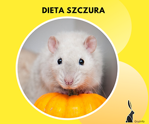g dieta szczur guzik.png
