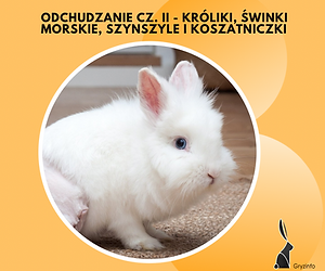 odchudzanie II guzik.PNG