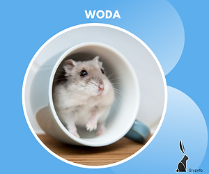 g woda guzik.png