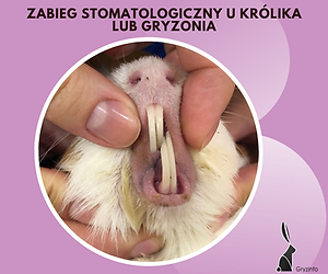 zab stom guzik (1).png