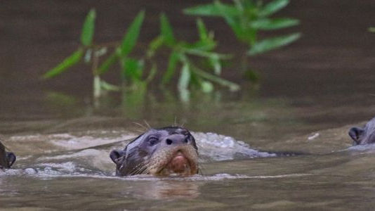 3 Giant Otters aka 'River Wolves', swimming towards a boat in the Pixaim River. Photo Copyright Jon Isaacs 2025