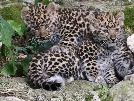 Il leopardo dell'Amur, alias il leopardo della Manciuria...