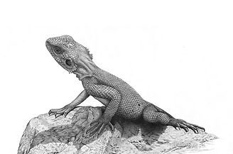 Basking Agama, a drawing by David Dancey-Wood